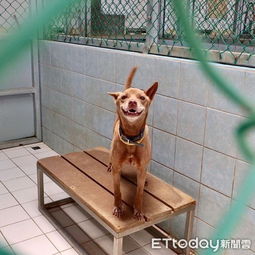 七年守望成空，被弃收容所的大白犬阿喜 那份令人心疼的‘愚忠’