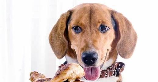 五年相伴，方悟真谛 让爱犬更健康的科学养狗法则