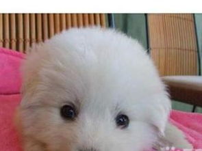 深圳纯种大白熊幼犬转让，精心养育公母可选