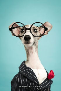 熊工厂宠物摄影 在站酷ZCOOL遇见大白的萌熊世界