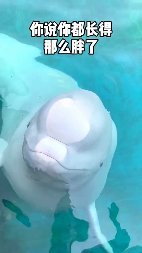 当宠物也有小脾气 从“大白鲸吐口水”看另类宠物养护