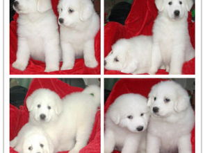 王者风范，品质之选——双血统大白熊犬基地直销