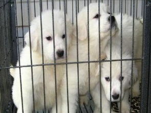 成都专业犬舍出售健康三月龄大白熊幼犬，公母齐全并附健康保障协议