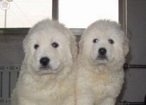 纯种大白熊幼犬 健康大骨量、丰厚毛量的理想家庭伴侣