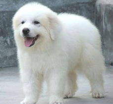 无锡大白熊犬购买指南 渠道、价格与健康须知