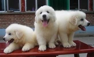 南京专业犬舍实体店 健康大白熊幼犬，质保三月赠用品签协议