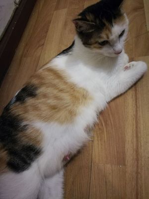 中长毛、圆耳朵 这可能是哪种宠物猫？揭秘“大白”是什么猫