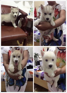 精品哈士奇幼犬出售 黑色、灰色、梦幻色与雪哈，健康纯种，非中间商