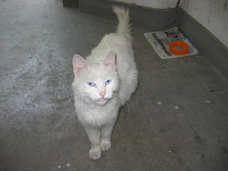 猫咪大白咪等待领养 一只温柔大白宠物的故事